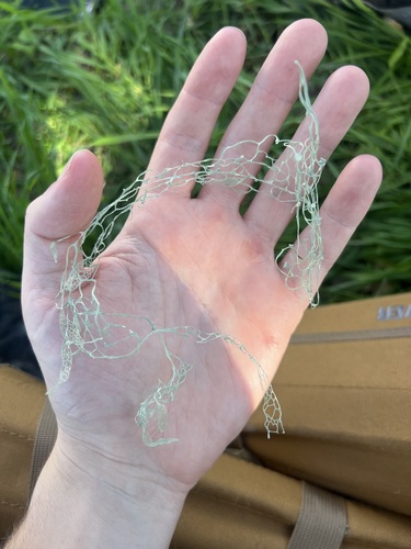 iNaturalist observation photo of lace lichen