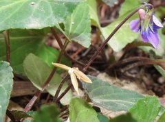 Viola inconspicua