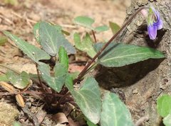 Viola inconspicua