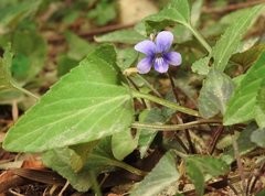 Viola inconspicua