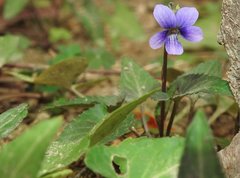 Viola inconspicua