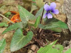 Viola inconspicua