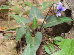 Viola inconspicua