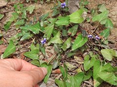 Viola inconspicua