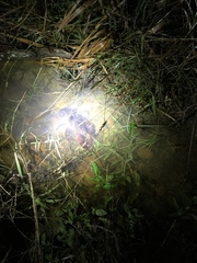 Euastacus australasiensis