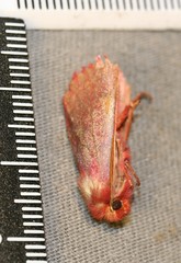 Psectraglaea carnosa