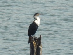 Phalacrocorax carbo