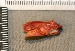 Psectraglaea carnosa