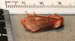 Psectraglaea carnosa