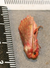 Psectraglaea carnosa