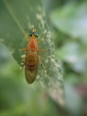 Ptecticus testaceus