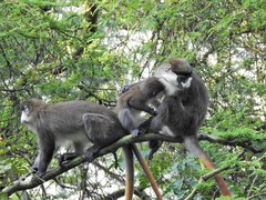 Cercopithecus ascanius schmidti