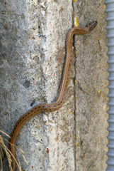 Macroprotodon mauritanicus