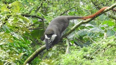 Cercopithecus ascanius schmidti
