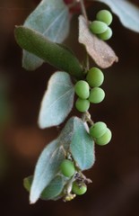 Cocculus hirsutus