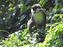 Cercopithecus ascanius schmidti
