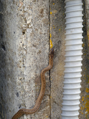 Macroprotodon mauritanicus