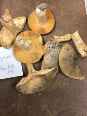 Russula grisea