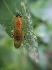 Ptecticus testaceus