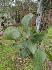 Eucalyptus amplifolia