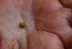 Cocculus hirsutus