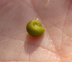 Cocculus hirsutus