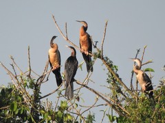 Anhinga rufa