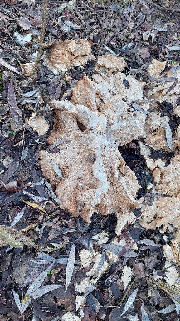 Laetiporus sulphureus · December 2025 · photo: © viktorstrenada (iNaturalist, cc-by)