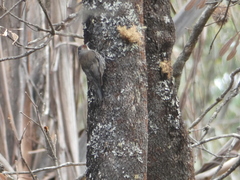 Climacteris erythrops