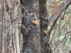 Climacteris erythrops