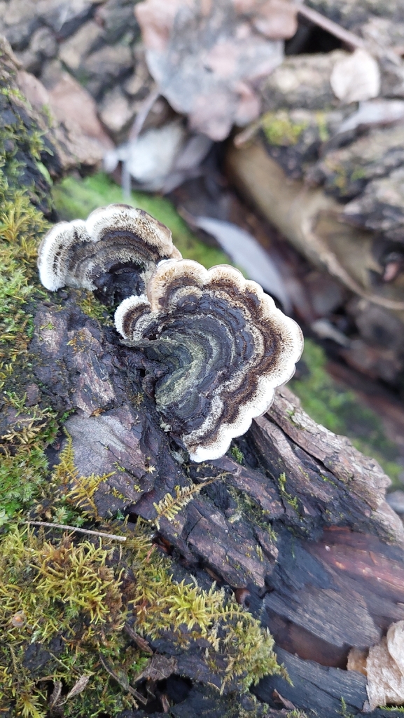 Auricularia mesenterica · December 2025 · photo: © viktorstrenada (iNaturalist, cc-by)