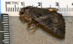 Catocala antinympha