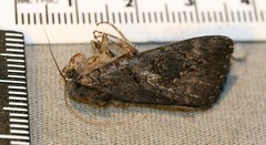 Catocala antinympha