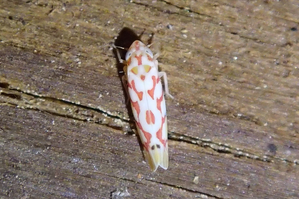 Eratoneura emquu