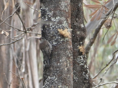 Climacteris erythrops