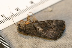 Catocala antinympha