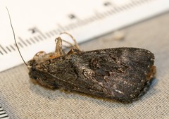 Catocala antinympha