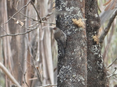 Climacteris erythrops