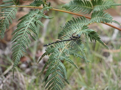 Eusynthemis aurolineata
