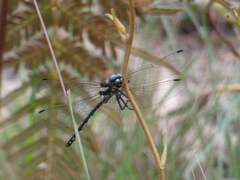 Eusynthemis aurolineata