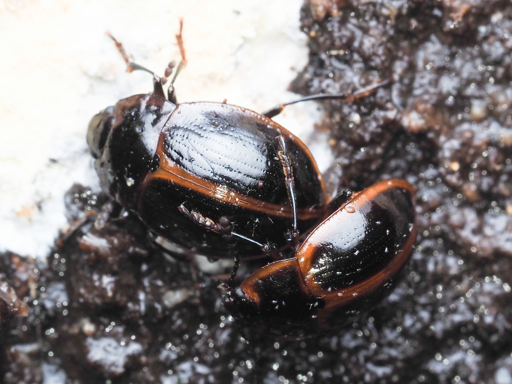 Perithonius misolampoides