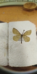 Scopula virgulata