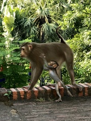 Macaca leonina