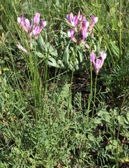 Astragalus macropus