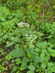 Ageratina altissima: pôvod a využitie — fotografia 2