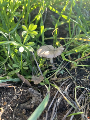 iNaturalist observation photo of Mushrooms, Bracket Fungi, Puffballs, and Allies