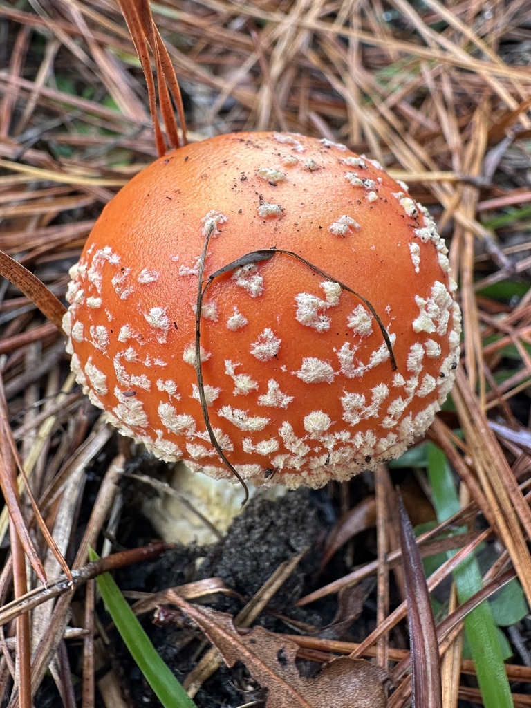 Amanita persicina · November 2025 · photo: © sheriff_woody_pct (iNaturalist, cc-by)