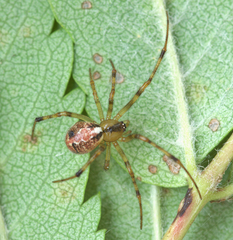 Canalidion montanum