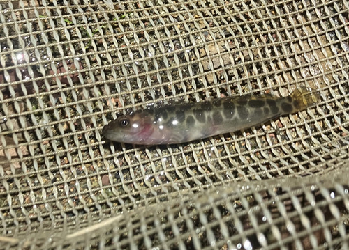 Twospine blackfish (Gadopsis bispinosus) — Percichthyidae — 2