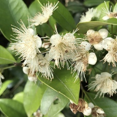Myrceugenia planipes